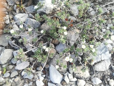 Euploca confertifolia, photographed by Francisco Martínez González