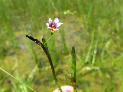 Sisyrinchium minus, photographed by Annika Lindqvist