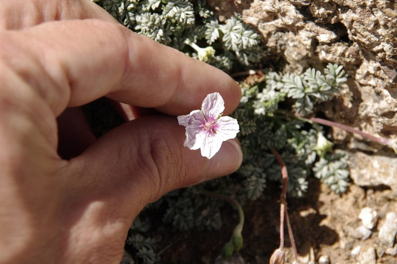 Erodium rupestre, photographed by Eric Knight