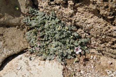 Erodium rupestre, photographed by Eric Knight
