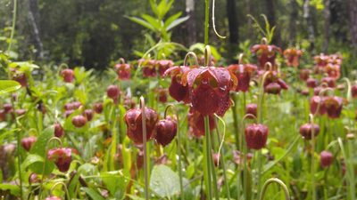 Sarracenia jonesii, photographed by kirk gardner