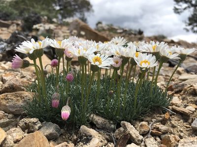 Erigeron compactus, photographed by Martin Purdy