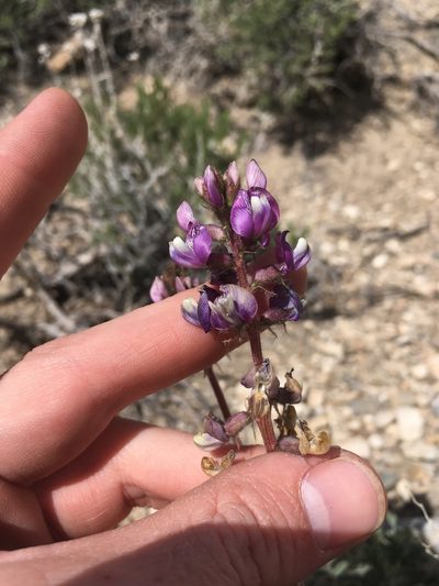 Astragalus minthorniae, photographed by Martin Purdy