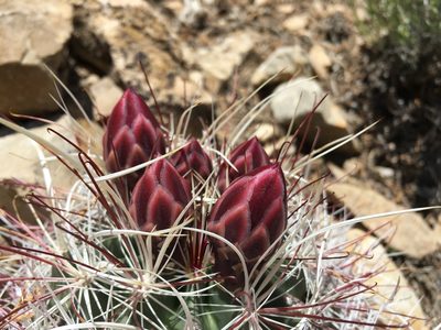 Sclerocactus polyancistrus, photographed by Martin Purdy