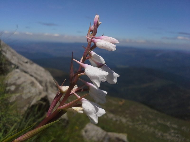 Disa staerkeriana, photographed by Jimmy Whatmore