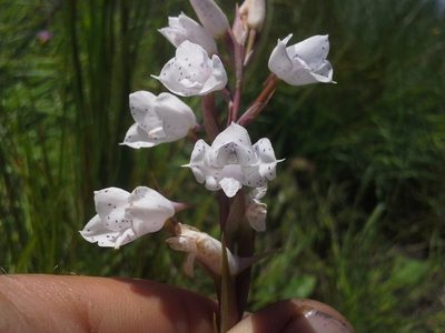 Disa staerkeriana, photographed by Jimmy Whatmore