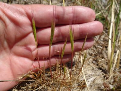 Festuca fasciculata, photographed by Robert H. Wardell
