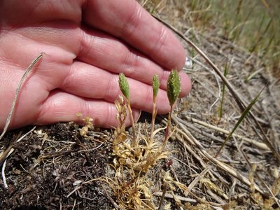 Phleum arenarium, photographed by Robert H. Wardell