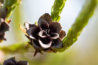Leucadendron corymbosum, photographed by magriet b
