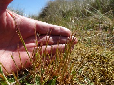 Festuca fasciculata, photographed by Robert H. Wardell