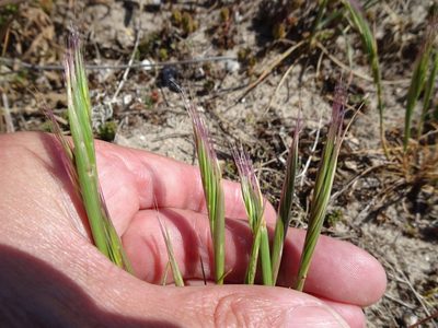 Festuca fasciculata, photographed by Robert H. Wardell