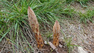 Orobanche rapum-genistae, photographed by Simone Pasini