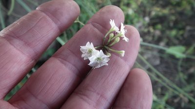 Boerhavia plumbaginea, photographed by Shaun Swanepoel