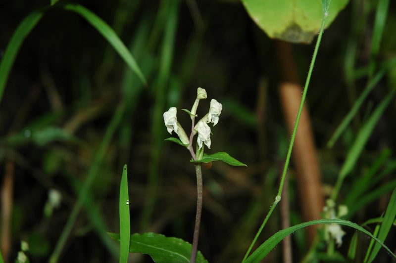 Disperis micrantha, photographed by Jimmy Whatmore