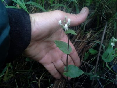 Disperis micrantha, photographed by Jimmy Whatmore