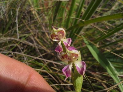 Disperis stenoplectron, photographed by Jimmy Whatmore
