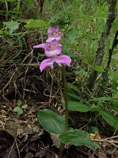 Disperis virginalis, photographed by Jimmy Whatmore