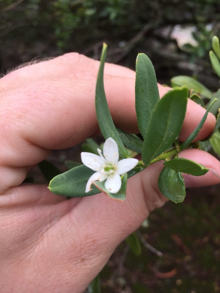 Philotheca trachyphylla, photographed by Guy Taseski