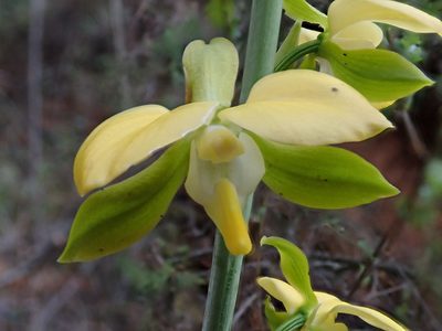 Eulophia streptopetala, photographed by Jimmy Whatmore