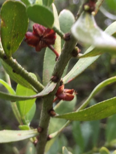 Philotheca trachyphylla, photographed by Guy Taseski