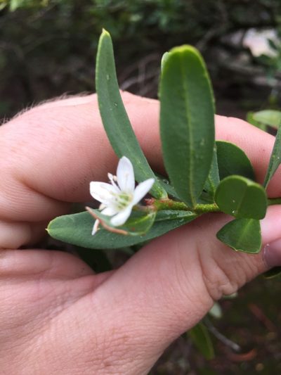Philotheca trachyphylla, photographed by Guy Taseski