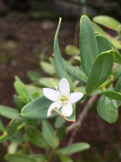 Philotheca trachyphylla, photographed by Guy Taseski