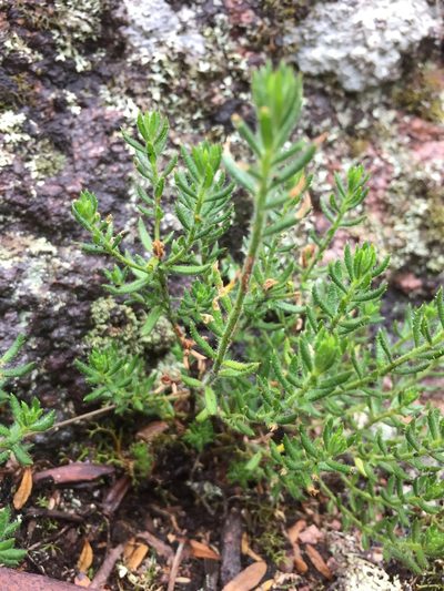 Gonocarpus elatus, photographed by Guy Taseski