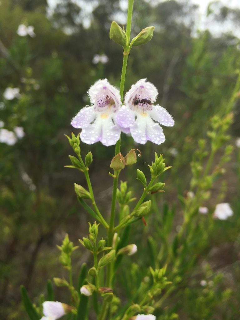 Prostanthera tallowa, photographed by Guy Taseski