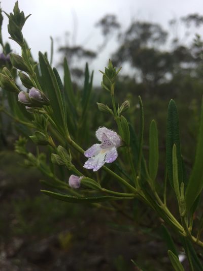 Prostanthera tallowa, photographed by Guy Taseski