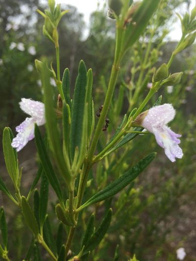 Prostanthera tallowa, photographed by Guy Taseski