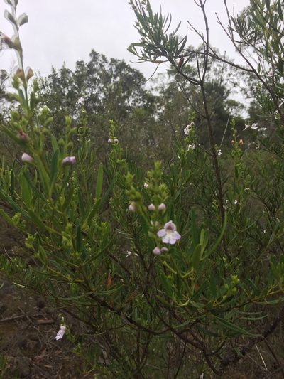 Prostanthera tallowa, photographed by Guy Taseski