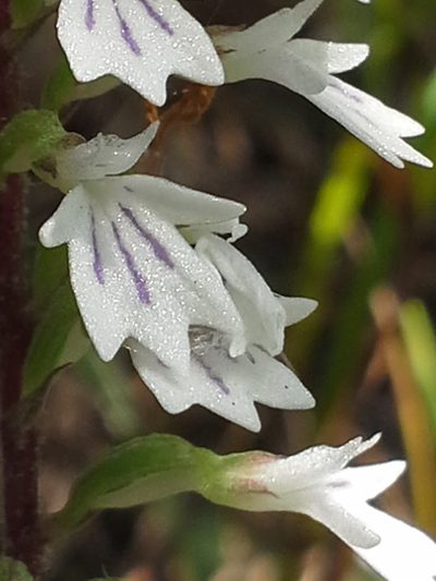 Holothrix orthoceras, photographed by Jimmy Whatmore