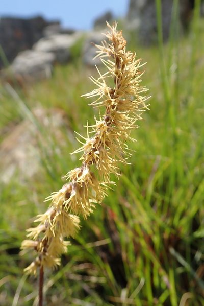 Holothrix scopularia, photographed by Jimmy Whatmore
