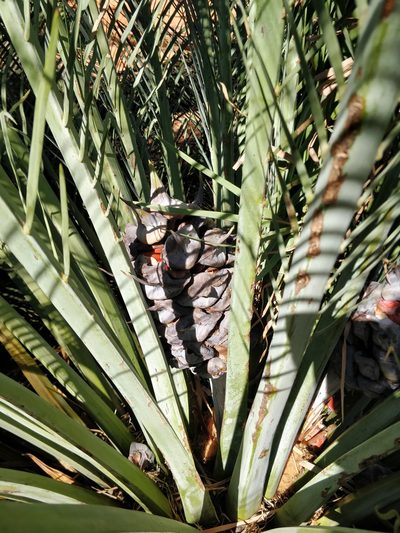 Macrozamia macdonnellii, photographed by Will Cornwell