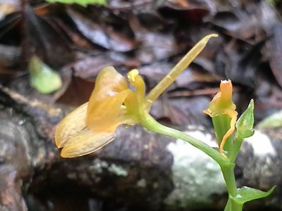 Liparis bowkeri, photographed by Jimmy Whatmore