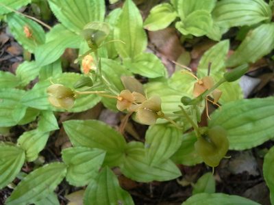 Liparis bowkeri, photographed by Jimmy Whatmore