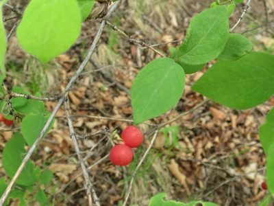 Lonicera praeflorens, photographed by Repina Tatyana