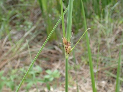 Bolboschoenus robustus, photographed by John P Friel