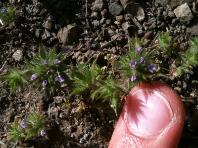 Navarretia mellita, photographed by Ken-ichi Ueda