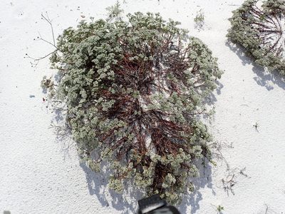 Paronychia erecta, photographed by John P Friel