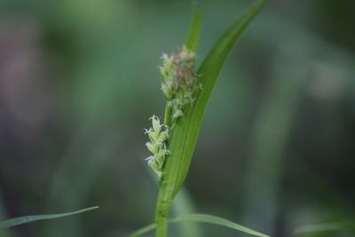 Carex leptonervia, photographed by Quinten Wiegersma