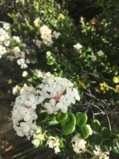 Pimelea nivea, photographed by Guy Taseski