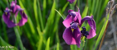 Iris ensata, photographed by Kim, Hyun-tae