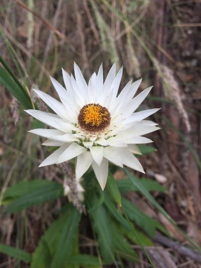 Xerochrysum papillosum, photographed by Guy Taseski