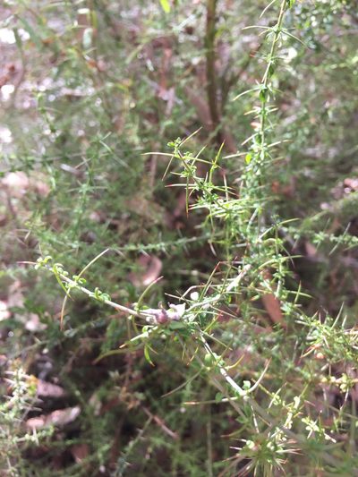 Prostanthera spinosa, photographed by Guy Taseski