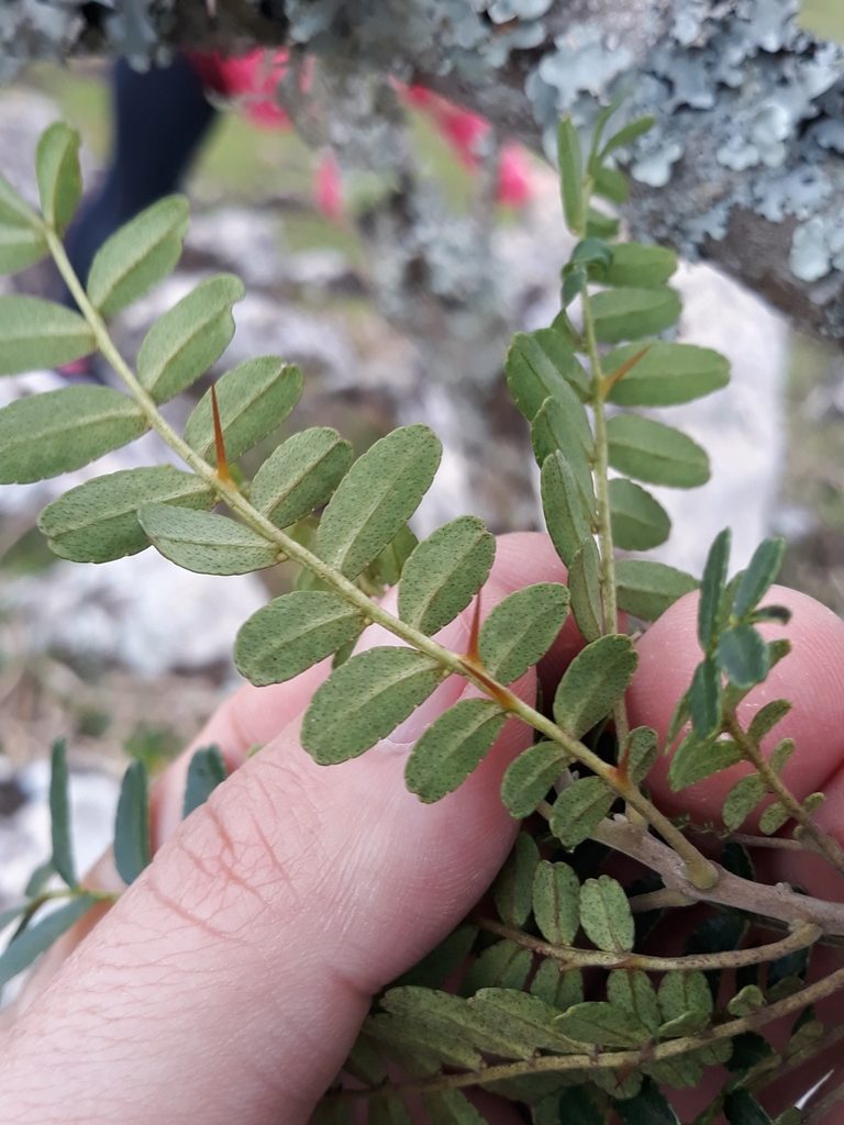 Zanthoxylum kleinii, photographed by Edson Luis Fabro Gasperin