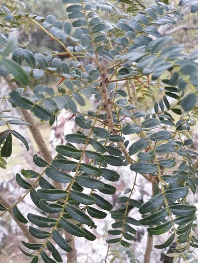 Zanthoxylum kleinii, photographed by Edson Luis Fabro Gasperin