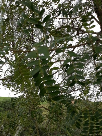 Zanthoxylum kleinii, photographed by Edson Luis Fabro Gasperin