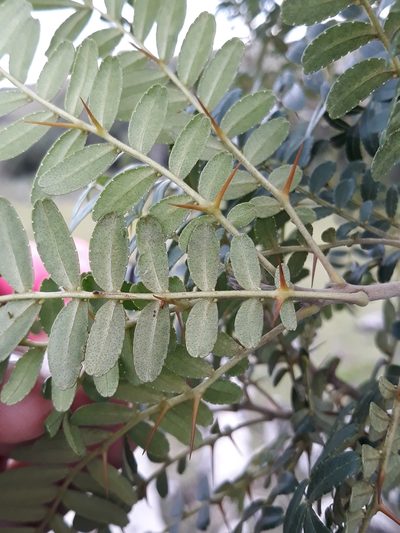 Zanthoxylum kleinii, photographed by Edson Luis Fabro Gasperin