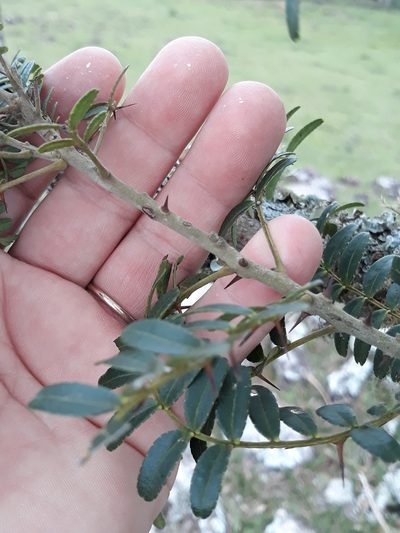 Zanthoxylum kleinii, photographed by Edson Luis Fabro Gasperin